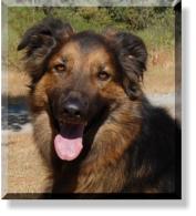 Harley (aka Charlie)